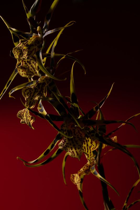 Spider orchids against deep red, Blood Spider Orchids by David Spector